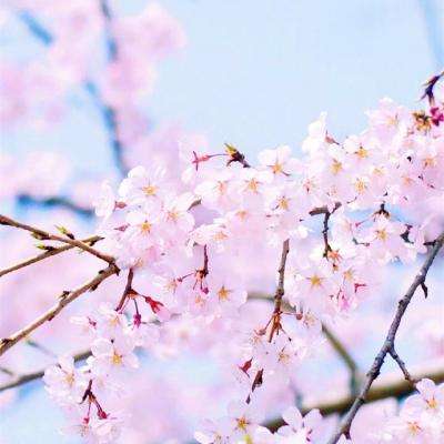 上海麻将下载手机版